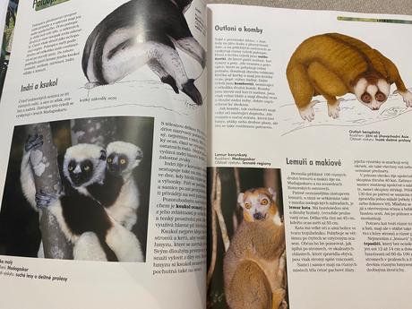 Savci vědomosti v kostce anatomie chování oblasti, 