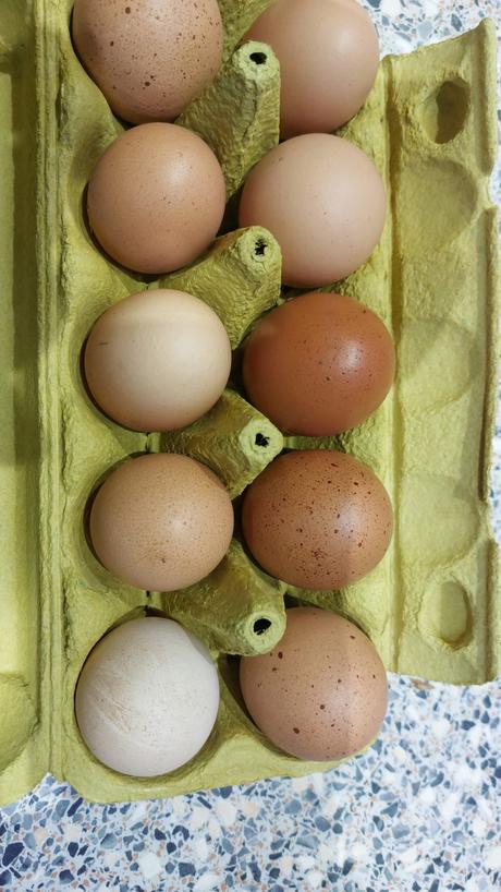 Domáce vajíčka/vajcia, 