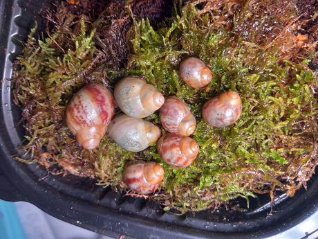 Archachatina porphiro clasic a albino shell, 