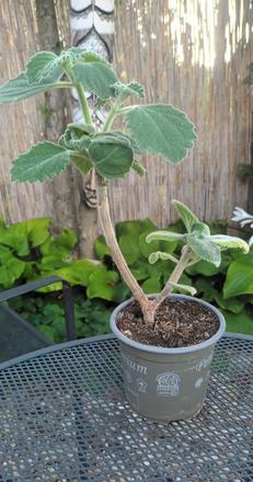 Austrálsky citrónový nádchovník, 