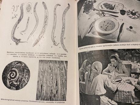 Správna výživa zdravých a chorých tatran 1951, 