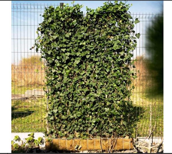 Pestovanie brečtanu: Ako pokryť plot rýchlo a lacno?