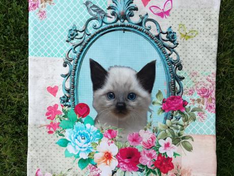 Obliečka na vankúš s mačkou., 