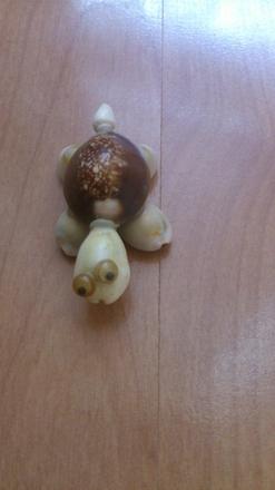 Mušlová korytnačka, 