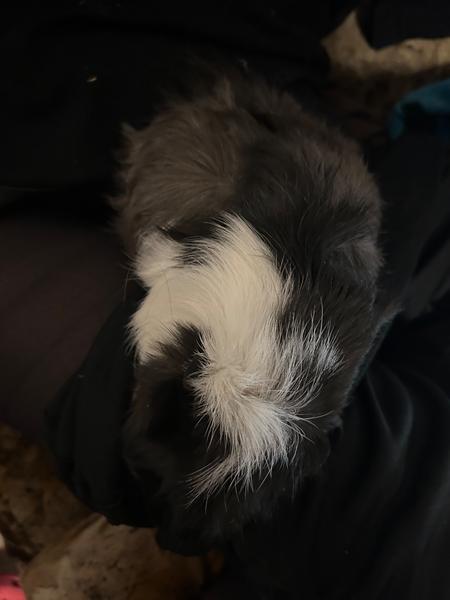 Je moje morské prasiatko len obézne alebo choré?