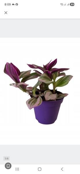 Trandescantia alebo mladovník