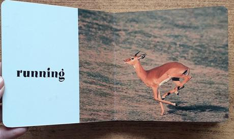 Zoo doings, zoos who,