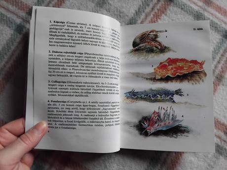 Különös állatok, 