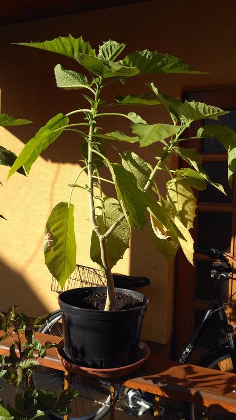 Datura/ durman/ anjelska trúba, 