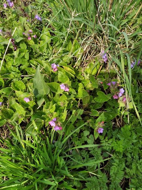 Plucnik lekarsky - tinktura, 