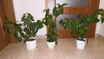 Predám  ibišteky - izbové čínske ruže, 