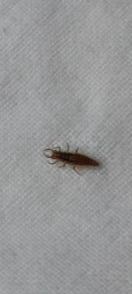 Čo je to za chrobáka?