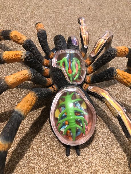 Pavuk tarantula maketa, 