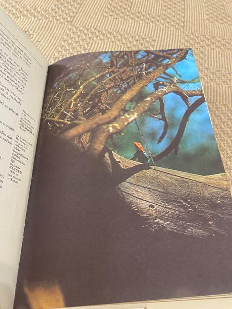 Krásna kniha o afrike safari pod kilimandžárom,