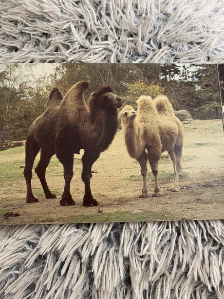 Krásne staré leporelo v zoologickej záhrade 1989,