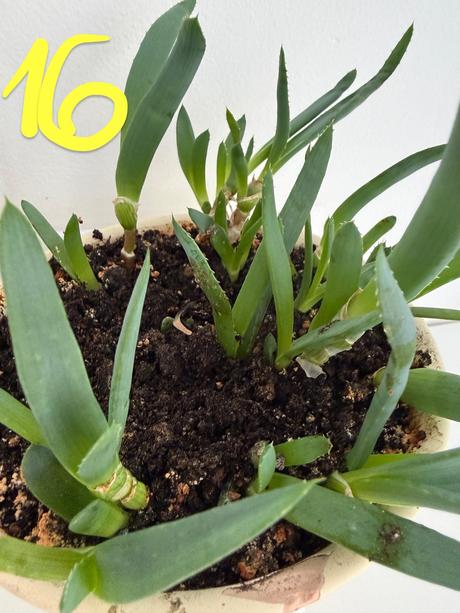 2 x aloe arborescens č.15 a 16,