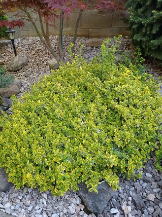 Bršlen  fortunov 'emerald'n gold, 