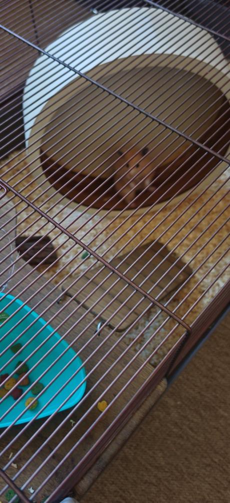 Veľká klietka pre škrečka + kolotoč 29 c,