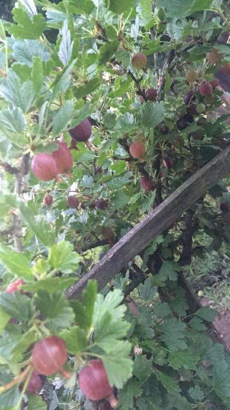 Džemik domáci 370 ml,, 