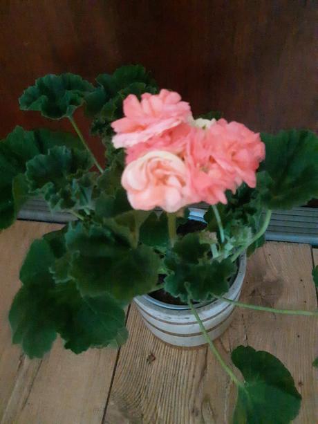 Krásny ruzickovy muškát salmon antique, 