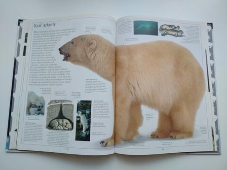 Arktída a antarktída, 