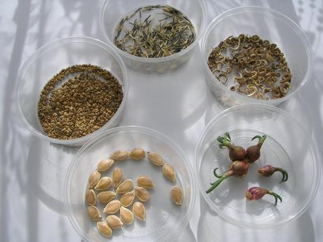 Semienka - zdravý balíček,