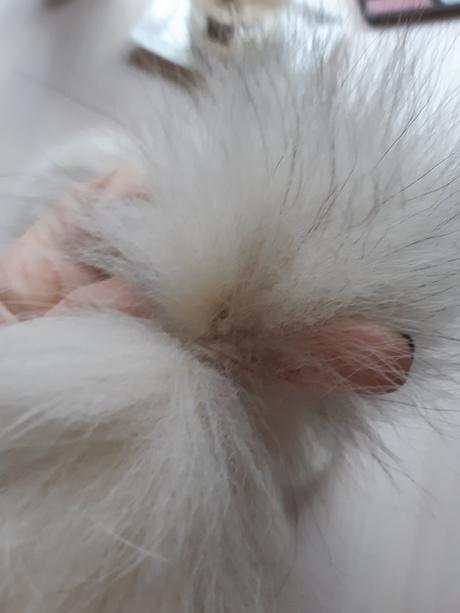 Šál zo striebornej líšky, m