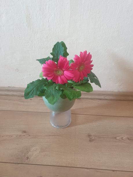 Gerbera ruzova kvety, 