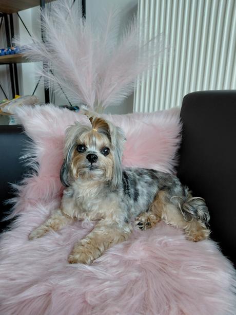 Salón pre psov lusi , ponúkam kompletnú úpravu psí,