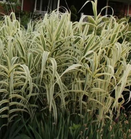 Exotická tráva-trsteník arundo donax variageta, 