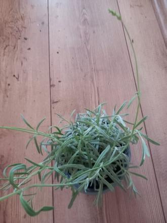 Levandula 2.50e bobkovy list vacsi 3.90 mensi 2.50,