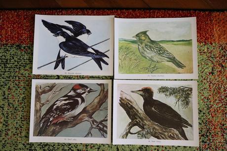 Obrazy/postery/obrázky zvierat,