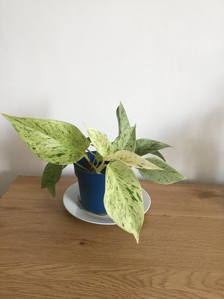 Pothos marble queen, 
