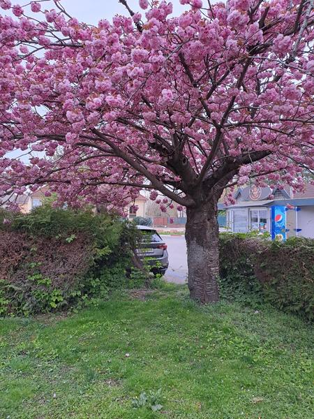 Býva niekto pri Ružovej záhrade v Dunajskej Strede?