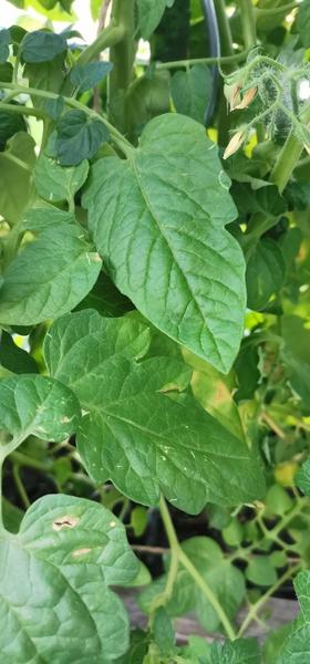 Žlté listy na paradajkách