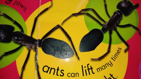 Hmatove kniha. hmyz,