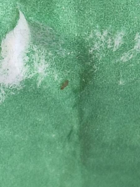 Ako sa zbaviť chrobákov v múke?