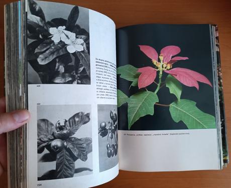 Veľky obrazový atlas rastlín (1980), 