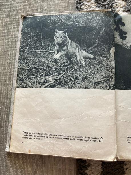 Sivá vlčica jaroslav holeček (1968), 