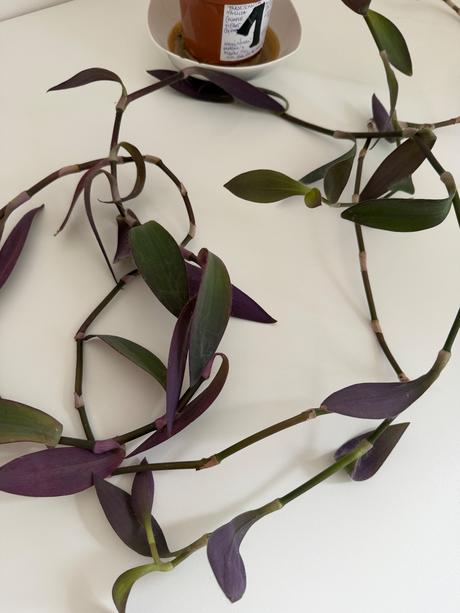 Tradescantia pallida v kvetináči č.1 za 3eur,