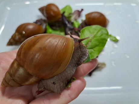 Africký slimák lissachatina fulica caramel, 