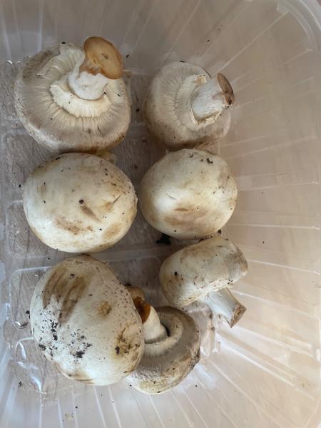 Môžem použiť tieto šampiňóny?