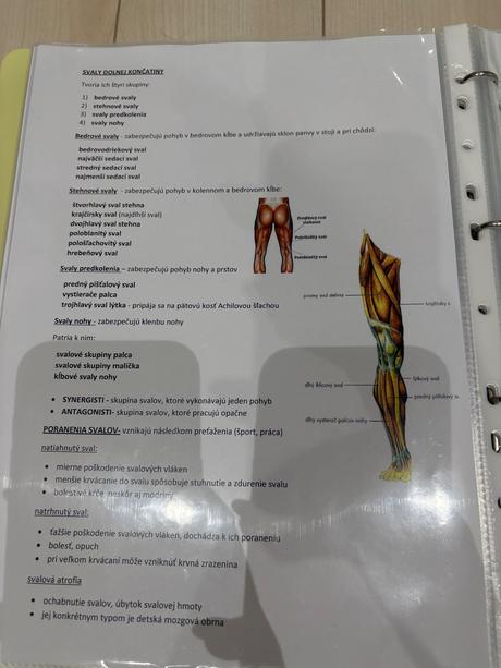 Biológia maturita-ľudské telo, sústavy človeka, 