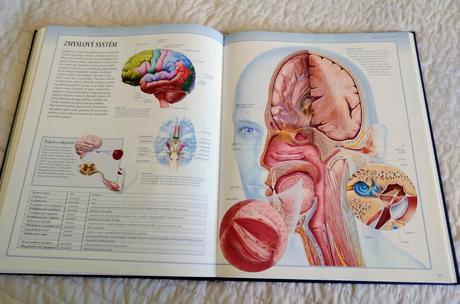 Veľký ilustrovaný atlas ľudské telo,