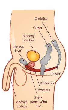Diagnostické metódy pri vyšetrení muža