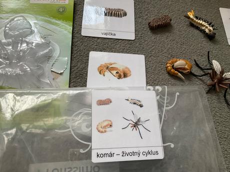 Zivotny cyklus komar + karty, 