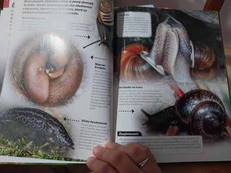 Zvierata na slovensku,