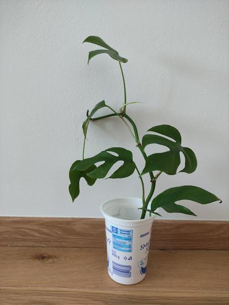 Monstera-zakorenene odrezky na predaj, 