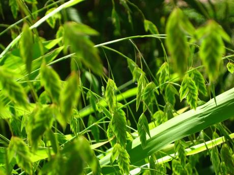 Plochoklasec - semienka,