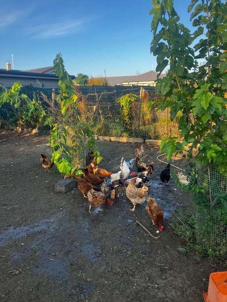 Domace slepacie vajicka senec, 